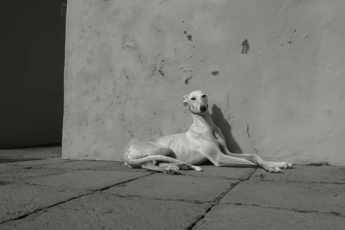 Archivo blanco y negro
